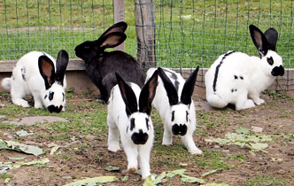 The pets of Zangerlechn farm in the Pustertal valley