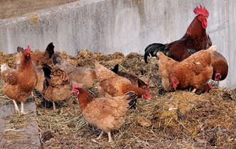 Tiere am Bauernhof in Reischach