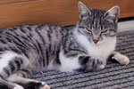 The pets of Zangerlechn farm in the Pustertal valley