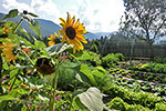 Our herb garden at the Zangerlechn farm