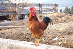 Animals at our farm at the foot of Kronplatz Mountain